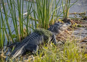 Alligator au soleil dans les marais des Everglades, entouré de végétation humide typique de la Floride